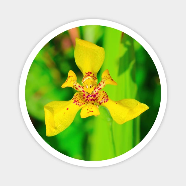 Yellow lily blossom on green background Magnet by kall3bu